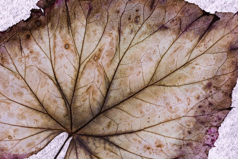 Struktur und Linien auf dem Blatt einer Pflanze von Lisette Rijkers
