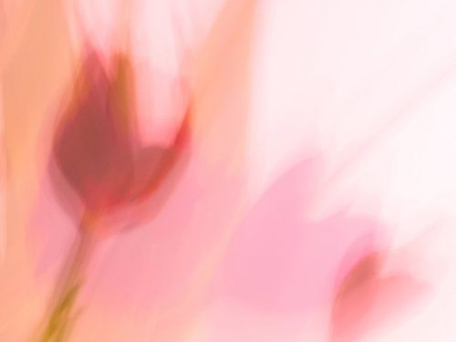 Une tulipe qui danse.