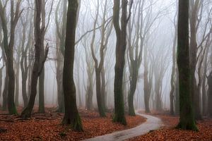 Dancing in the Mist sur Martin Podt