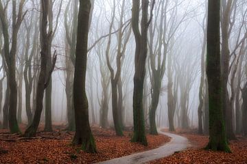 Dancing in the Mist von Martin Podt