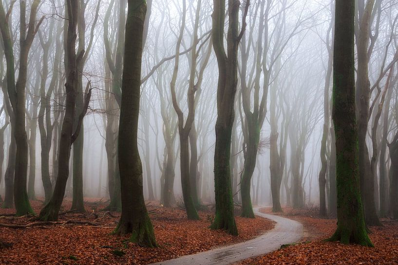 Dancing in the Mist par Martin Podt