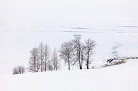 Trees along a frozen lake by Adelheid Smitt thumbnail