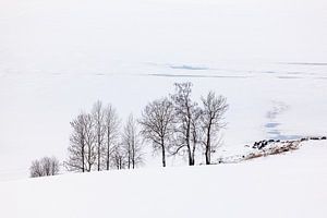 Arbres le long d'un lac gelé sur Adelheid Smitt