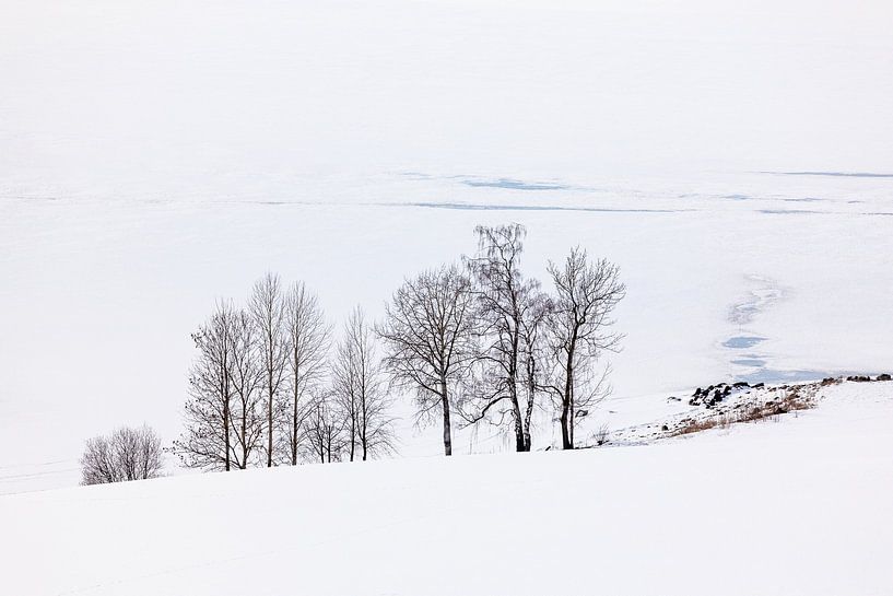Trees along a frozen lake by Adelheid Smitt