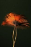 Rotierende orangefarbene Gerbera vor dunklem Hintergrund