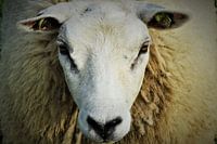 Nieuwsgierig schaap