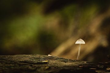 Mushroom by Hans Lunenburg