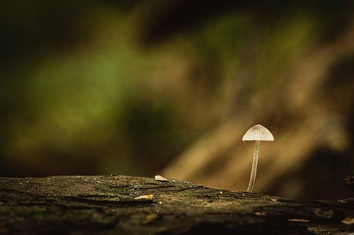 Paddenstoel