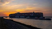 Yang Ming