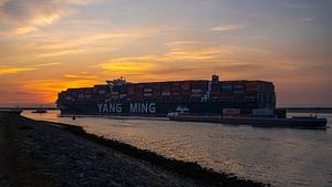 Yang Ming