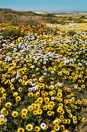 Champ de fleurs en Afrique du Sud