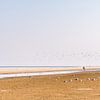 The beach of Schiermonnikoog with birds. by John Verbruggen