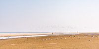 Het strand van Schiermonnikoog met vogels. van John Verbruggen thumbnail