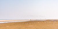 The beach of Schiermonnikoog with birds.