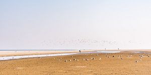 Der Strand von Schiermonnikoog mit Vögeln.