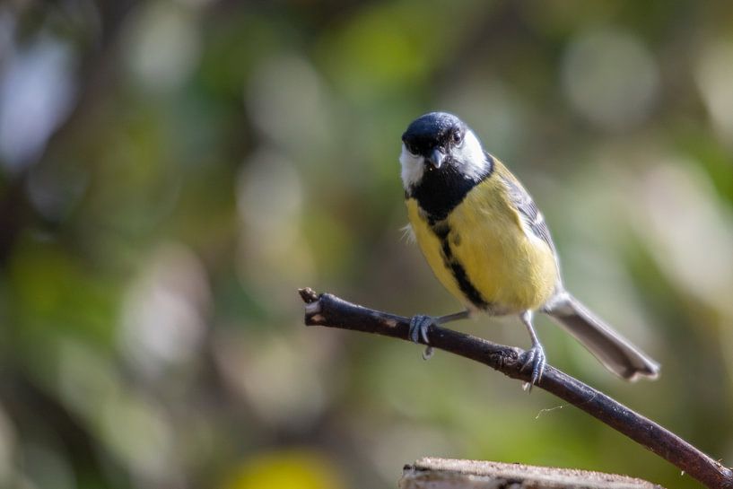 The flamboyant great tit of the green forest by Swen van de Vlierd
