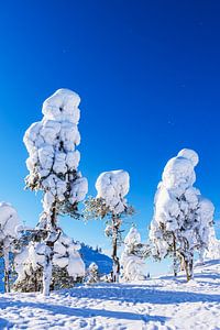 Landschaft mit Schnee und Bäumen im Winter in Ruka, Finnland