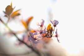 Frühlingsblüte von Marianna Pobedimova