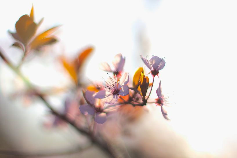 Fleur de printemps par Marianna Pobedimova