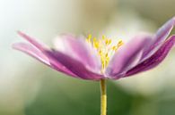 Close opname van paarse bosanemoon van Caroline van der Vecht thumbnail