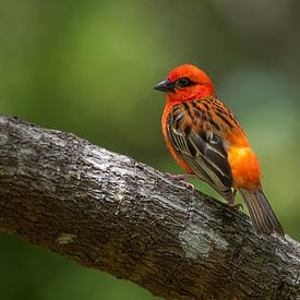 The Red Weaver of Mauritius by Lex van Doorn