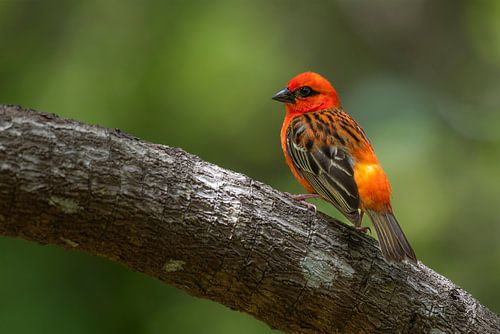 The Red Weaver of Mauritius