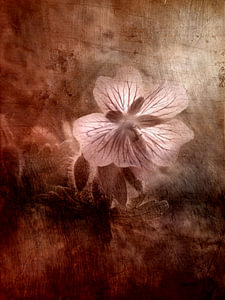 ein Storchenschnabel Geranium Antik