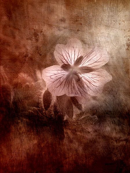 a cranesbill Geranium Antik by Claudia Gründler