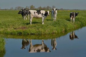 Vaches dans le pré au bord du fossé