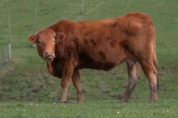 Sterke rood bruine koe wandeld in de groene weide van Monique Zielman
