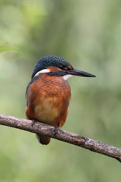A kingfisher (Alcedo atthis) by Dirk Rüter
