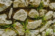 Stapel muur met mos en  mini varens van Peters Foto Nieuws l Beelderiseren thumbnail