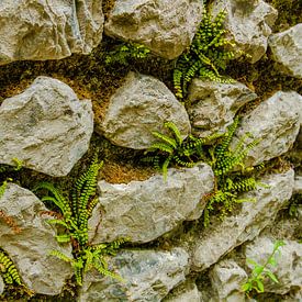 Stapel muur met mos en  mini varens van Peters Foto Nieuws l Beelderiseren