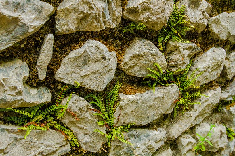 Stapel muur met mos en  mini varens van Peters Foto Nieuws l Beelderiseren