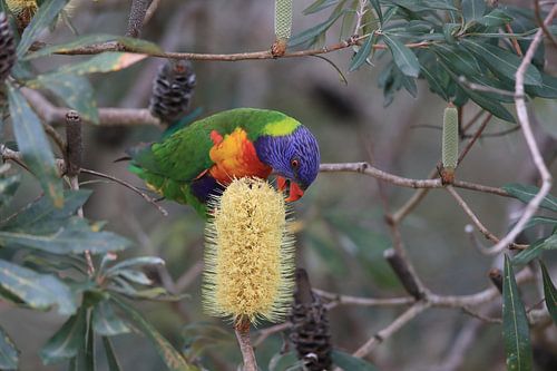Regenboogparkiet, Queensland, Australië