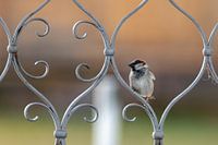 A sparrow sits on a metal door