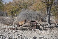 Hyena feasting on his banquet.