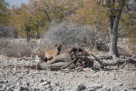 Hyena feasting on his banquet. by Auke Schelstraete