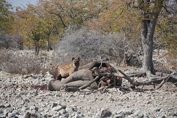Hyena aan het smullen van zijn feestmaal. van Auke Schelstraete