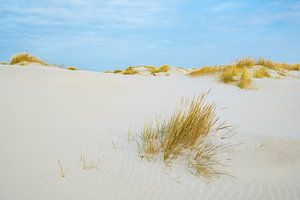 Dünen auf der Wattenmeerinsel Schiermonnikoog während eines schönen Wintertages