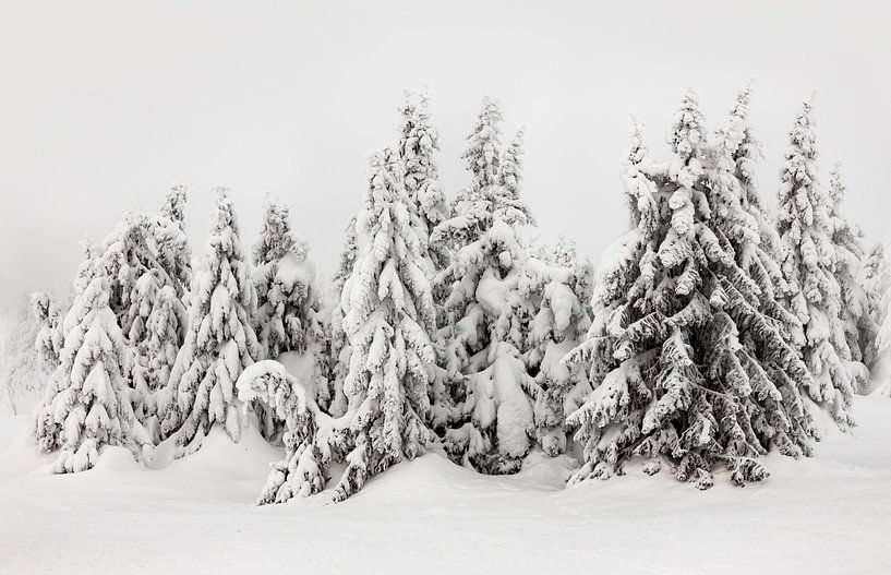 Schneebedeckte Bäume in Norwegen - 1 von Adelheid Smitt