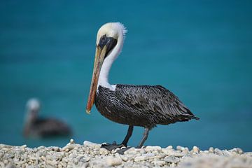 Pelikaan op kiezelstrand op Bonaire van Pieter JF Smit