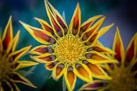 Blumen von Maarten Leeuwis