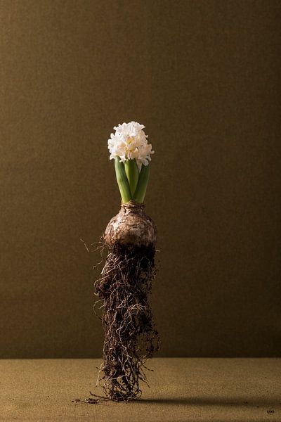 Hyacinth in the air, studio photography. With a brown background it gives a calm image. by Lieke van Grinsven van Aarle
