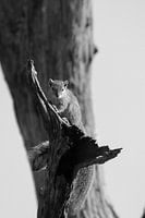 Squirl in tree