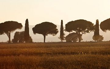 Cypressen en parasoldennen, bij Marina della Pescaia, Toscane van Rens Kromhout