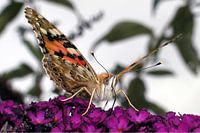Macro distelvlinder