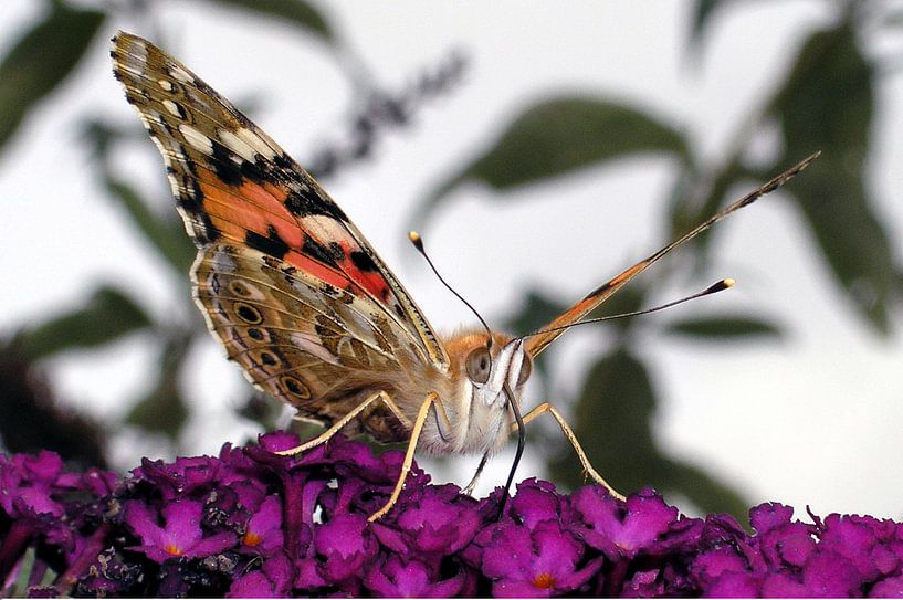 Macro thistle butterfly by Aart Reitsma