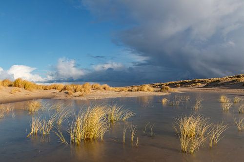 tempête sur les dunes côtières dorées des Pays-Bas