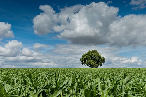 A summer field with corn, trees, and sky. Lonely oak tree